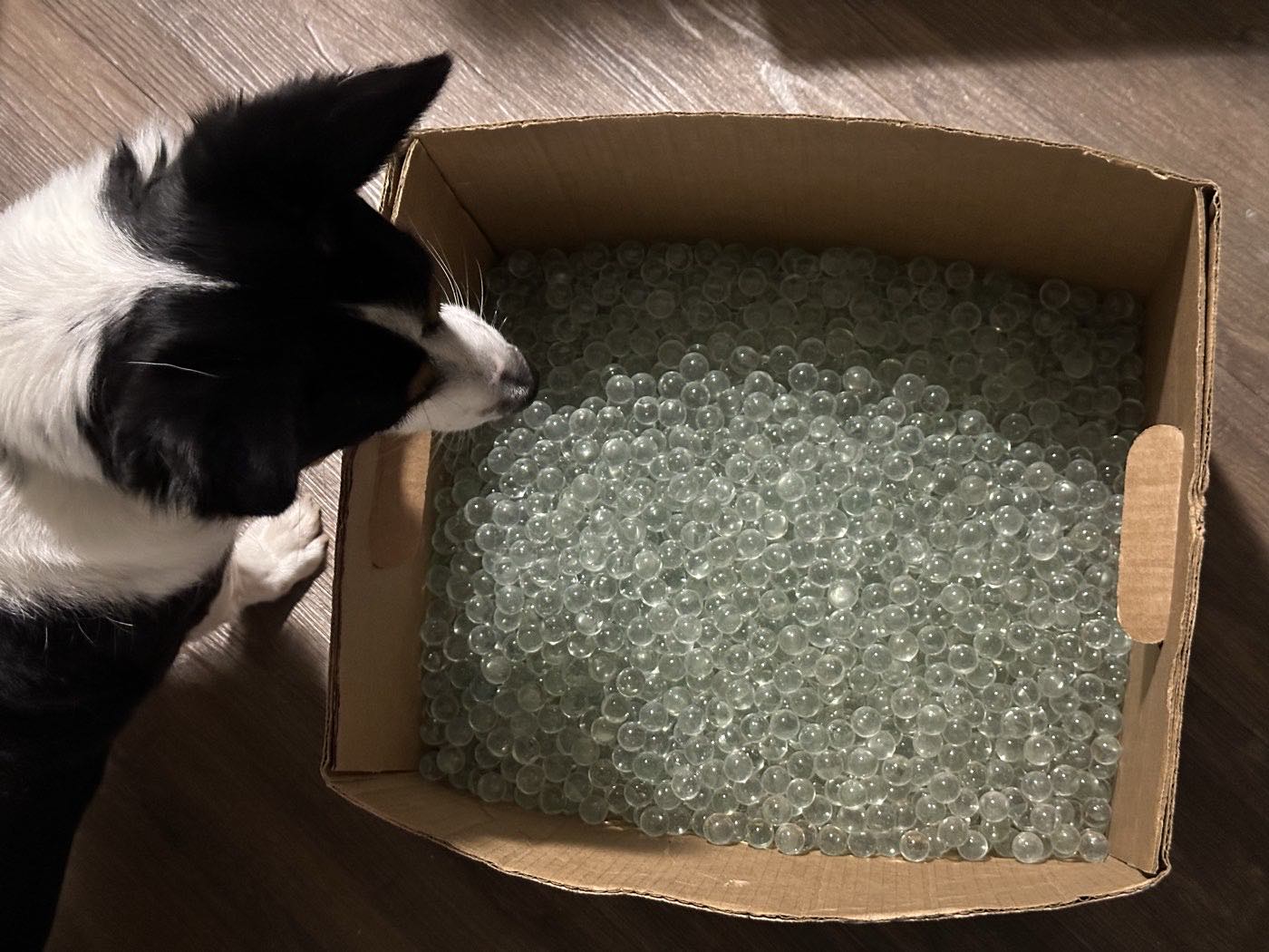 Rosco leaning into a cardboard box full of clear glass marbles