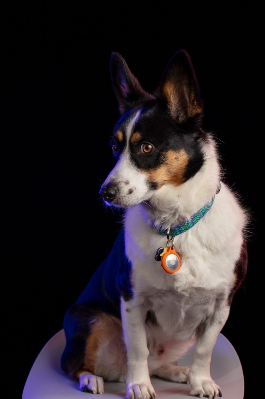 Studio portrait of Rosco on a white stool against a black background, lit with a blue rim light, looking off to one side