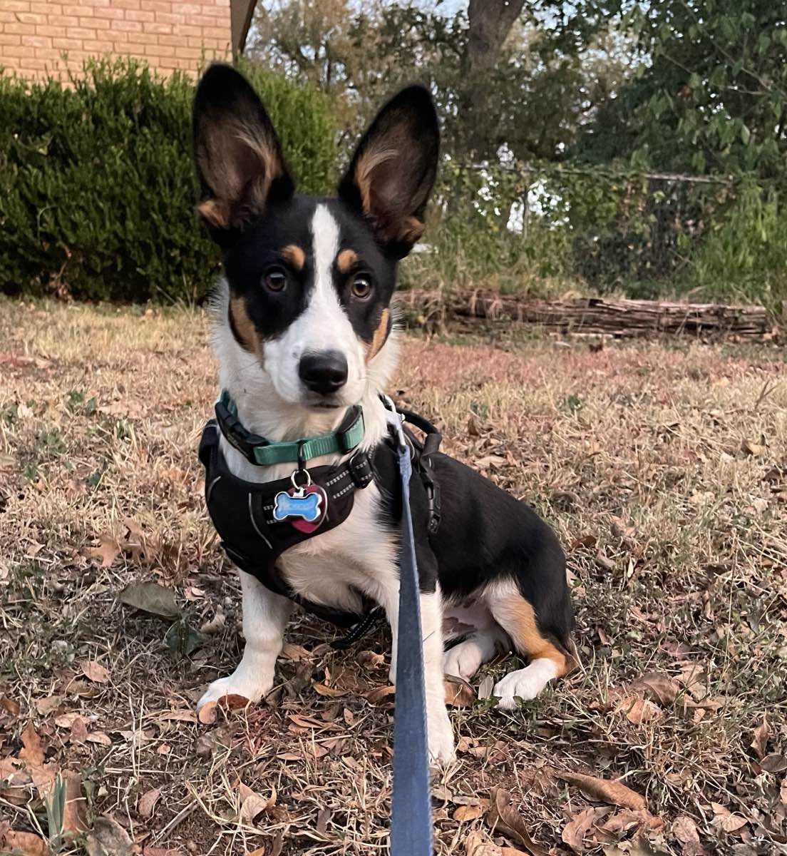 A much younger Rosco sitting in leaves on a leash, ears far too big for his head