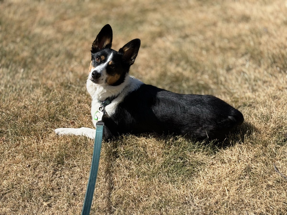 Rosco lying in the grass in the sun, tricolor, one ear up and one half folded, looking back over his shoulder